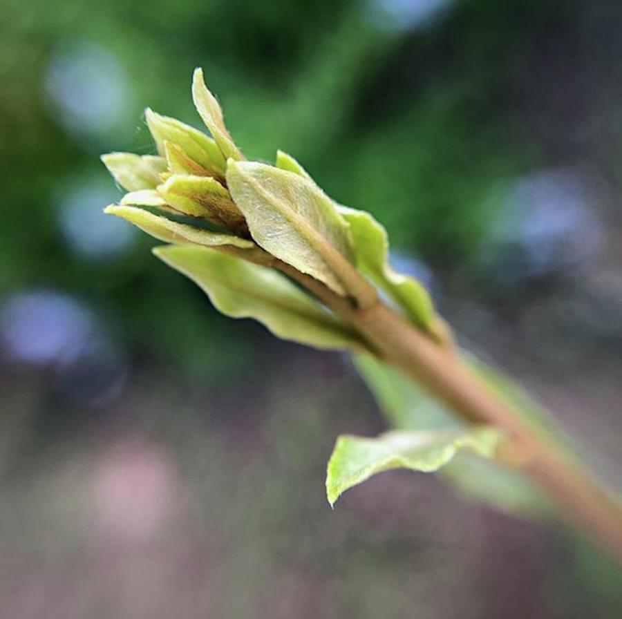 Milkweed Photograph - These New Leaves On A Rose Milkweed by Jori Reijonen