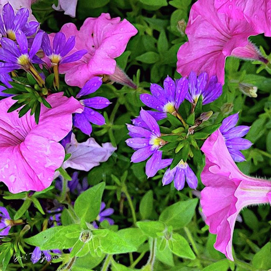 Flower Photograph - These Purple Fairy Fan Flowers by Jori Reijonen