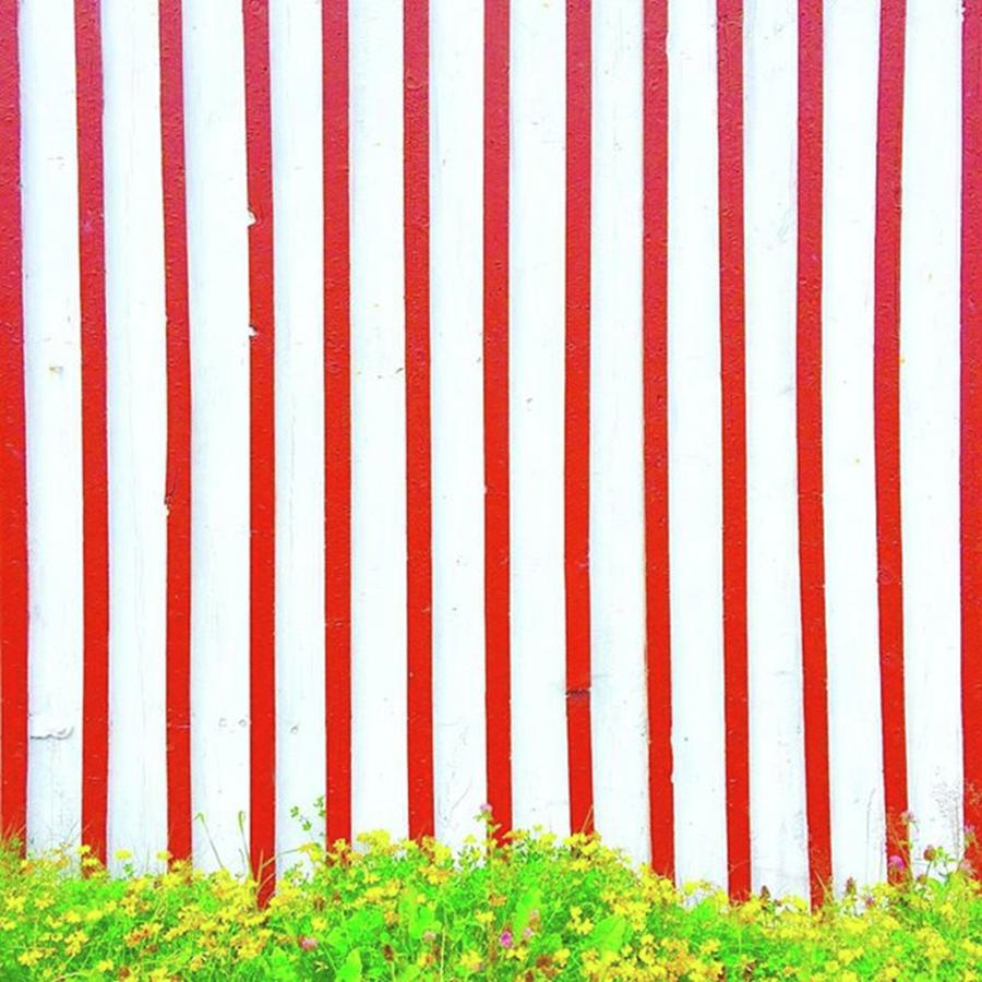 Flower Photograph - Red and White striped wall by Anne Hilde Lystad