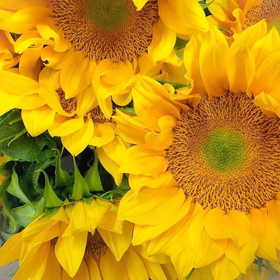 These Sunflowers Though...!! Hope Photograph by Erika L