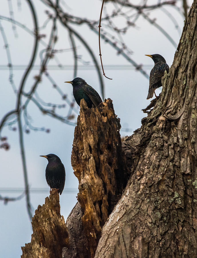 These Three Starlings Photograph by Holden The Moment