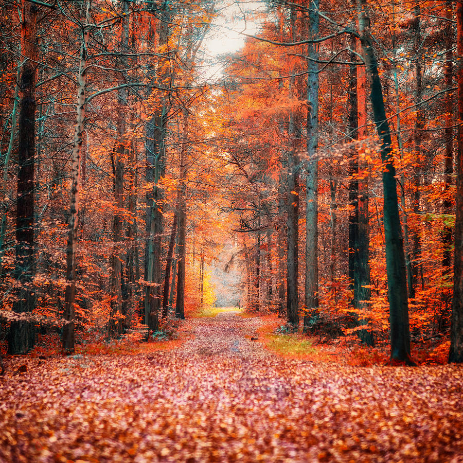 Thetford Forest Photograph by James Billings
