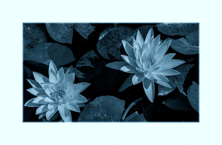 The Two Lilies Photograph by Jonathan Nguyen