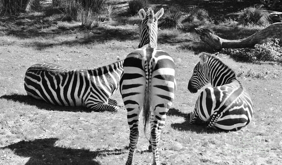 Zebra Photograph - They are Behind us by Mesa Teresita