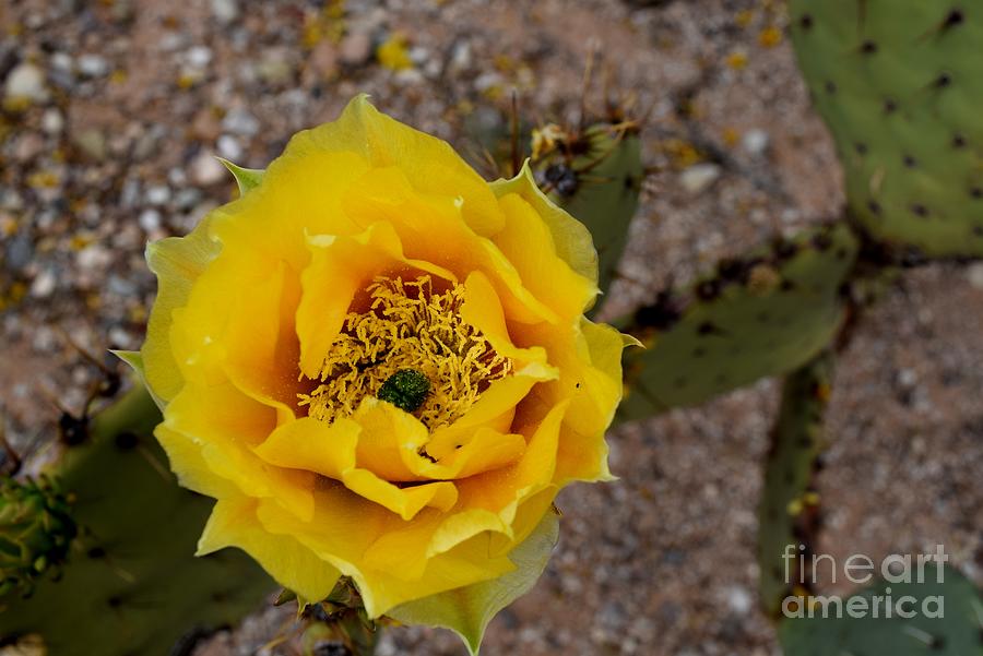 Flower Photograph - They Call Me Mellow Yellow by Janet Marie