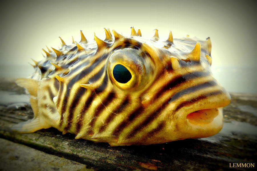 They call me Spike Puffer Fish Photograph by Mark Lemmon - Fine