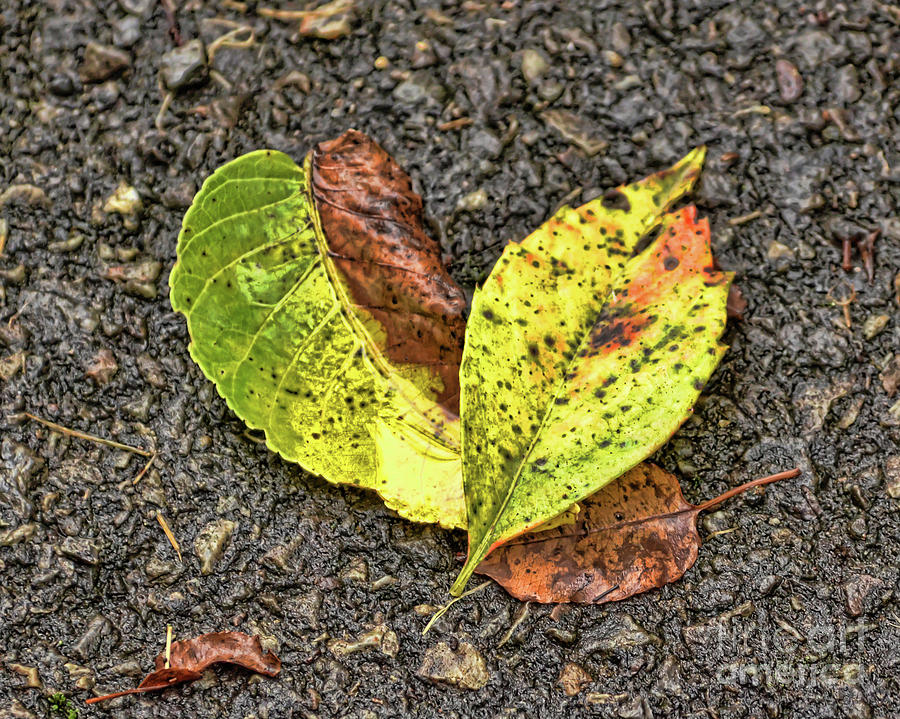 Nature Photograph - They Just Fell Like That by Kerri Farley