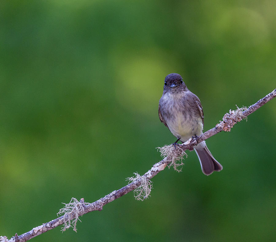 They said What - Eastern Phoebe Photograph by Christy Cox