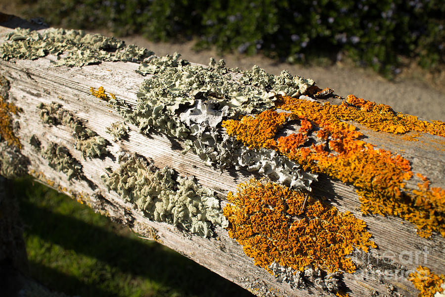 Orange Photograph - Thick Colorful Lichens on Old Wooden Fence, with horizontal uppe by Jason Rosette