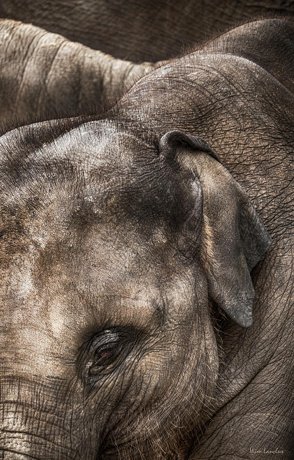 Thick Skin Photograph by Wim Lanclus