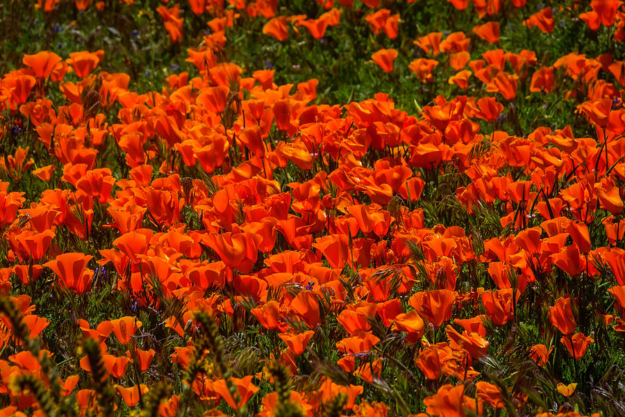 Thick With Poppies Photograph by Garry Gay