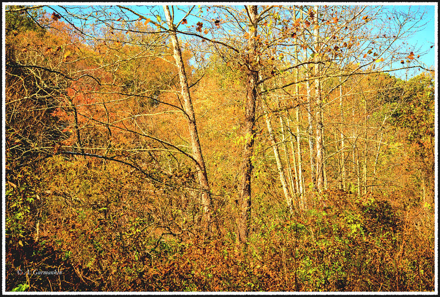 Thicket in Autumn, Pennsylvania Photograph by A Macarthur Gurmankin