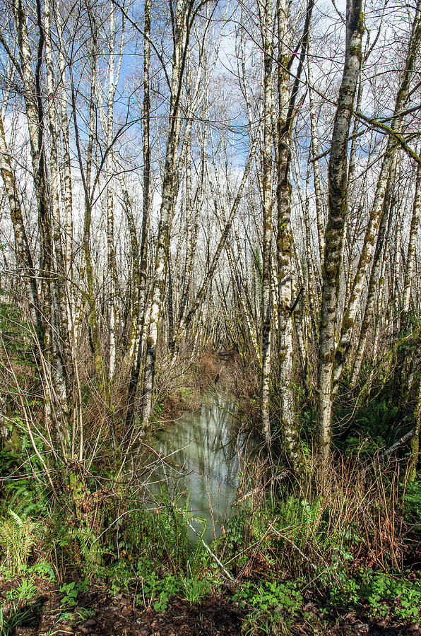 Thickets and Marsh Photograph by Greg Nyquist