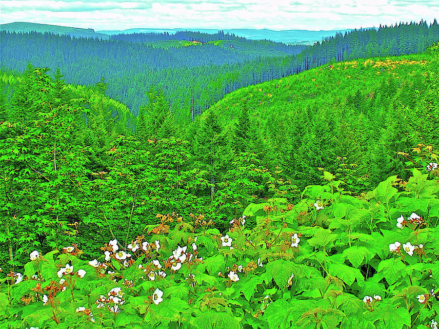 Thimbleberries near Highway 26, Oregon Photograph by Ruth Hager