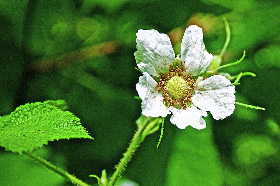 Thimbleberry in Muir Woods National Monument, California Photograph by Ruth Hager