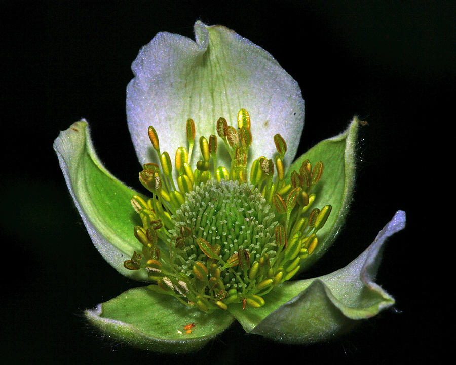 Flower Photograph - Thimbleweed Anemone virginiana by Ron Kruger