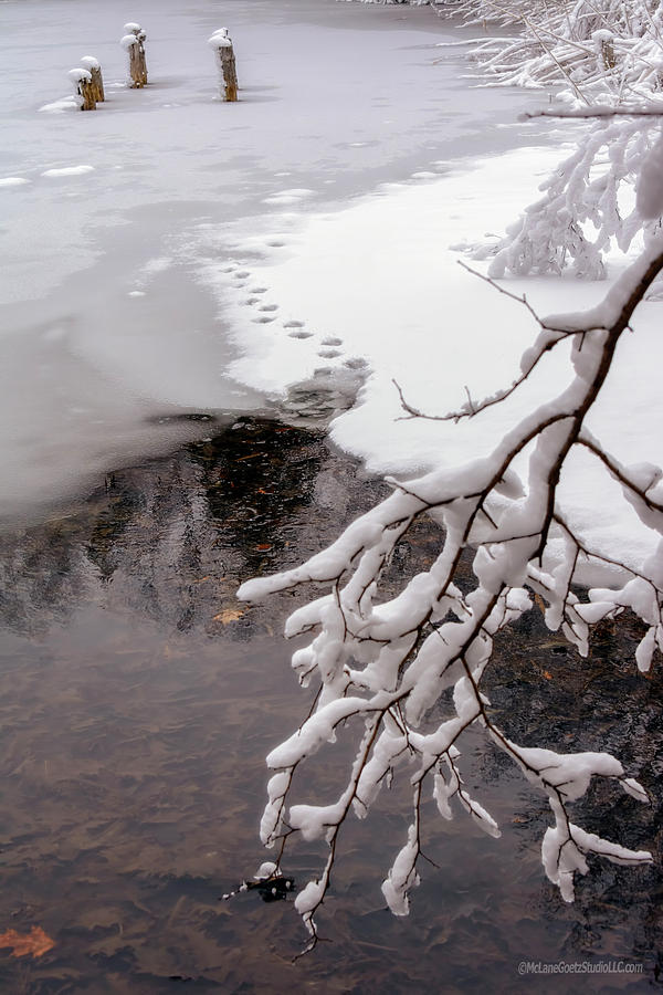 Thin Ice Photograph by LeeAnn McLaneGoetz McLaneGoetzStudioLLCcom