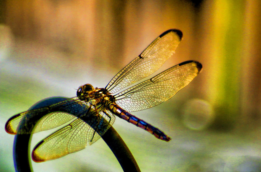 Iridescent Wings  Photograph by Ola Allen