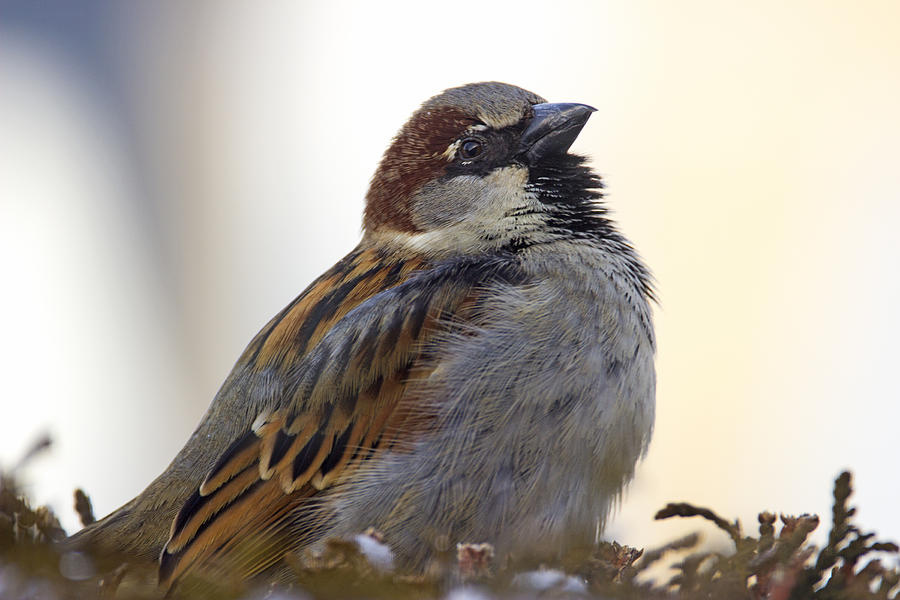 Sparrow Photograph - Things Are Looking Up - House Sparrow - Passer domesticus by Spencer Bush
