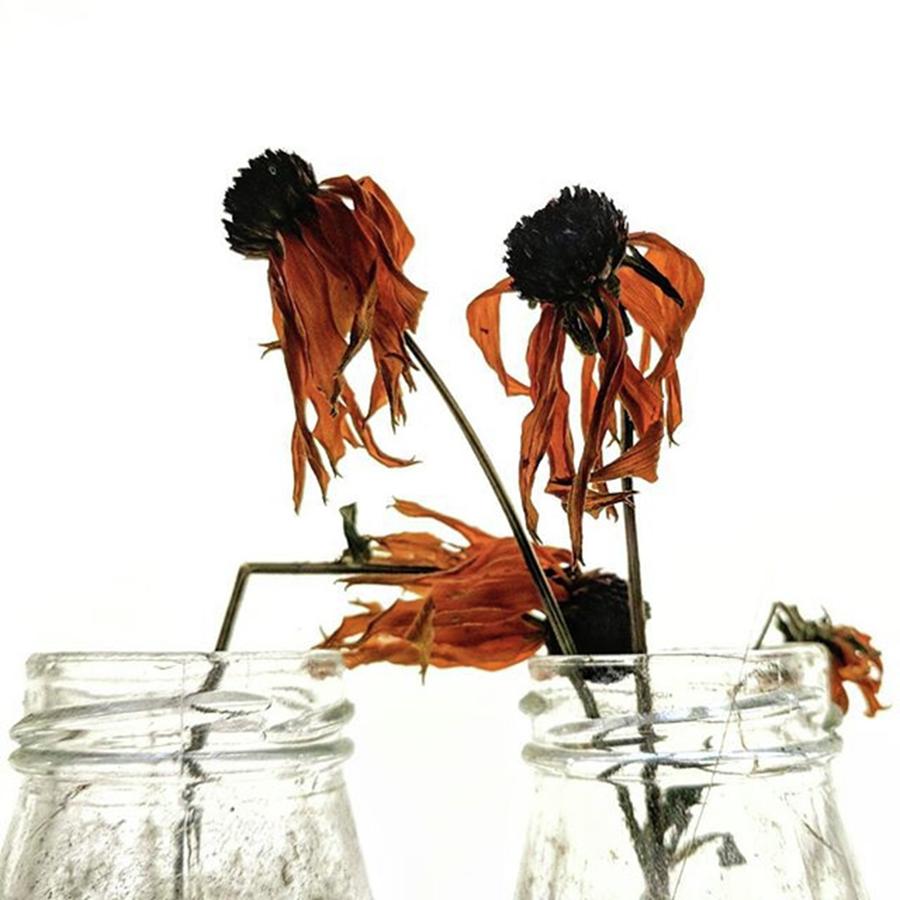 Floral Photograph - Things I See.
#everythingisbeautiful by Craig Szymanski