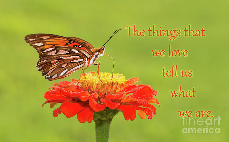 Butterfly Photograph - Things We Love by Sari ONeal
