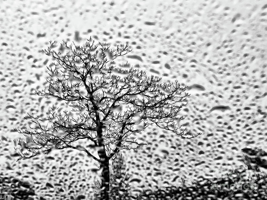 Think Like A Tree Photograph