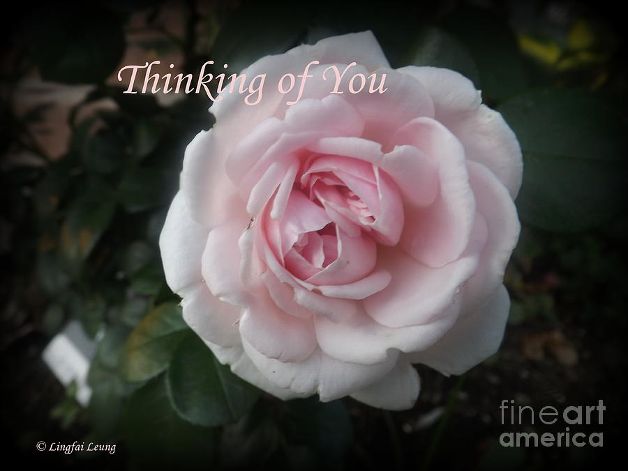 Think of You Rose Photograph by Lingfai Leung