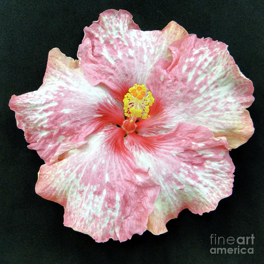Think Pink Hibiscus Photograph by Barbie Corbett-Newmin