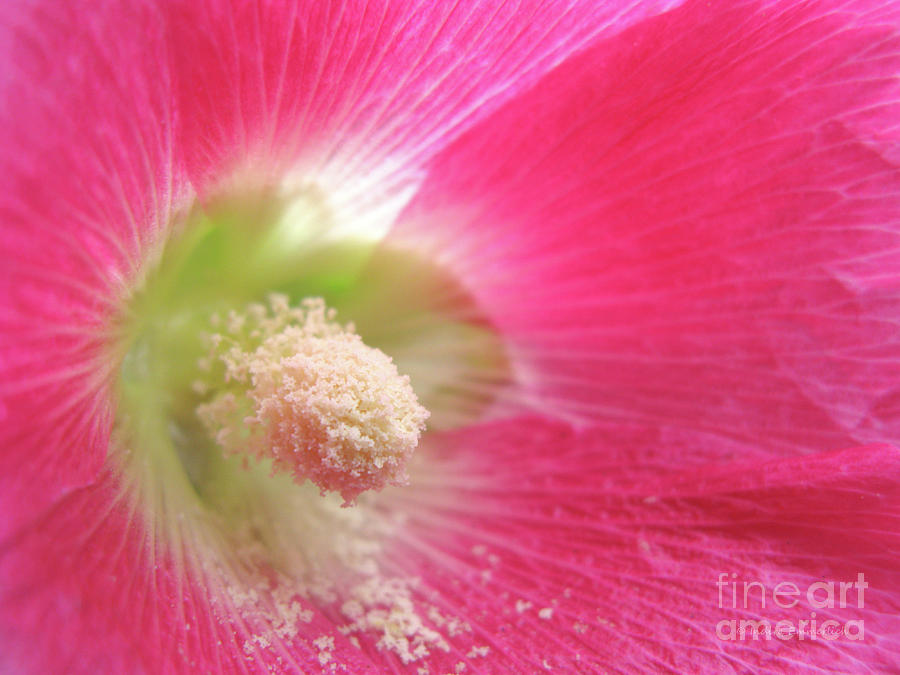 Abstract Photograph - Think Pink by Indira Emmerlich