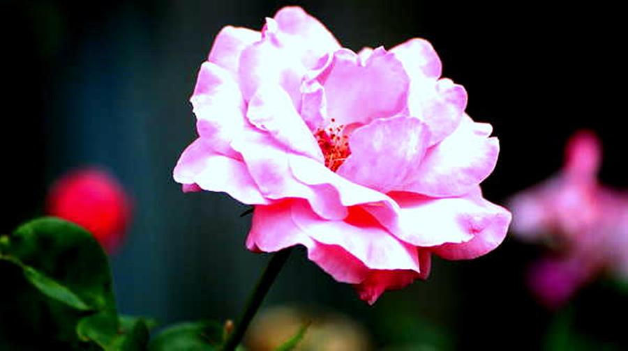 Flower Photograph - Think Pink by Maria  Wall