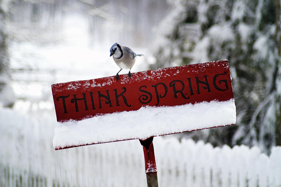 Think Spring I Photograph by Garrett Sheehan