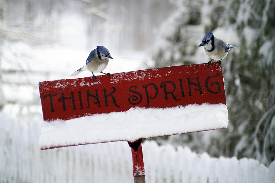 think spring snow