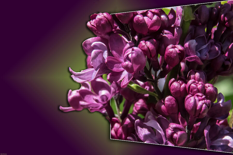 Thinking About Lilacs Out Of The Box Photograph by Mick Anderson