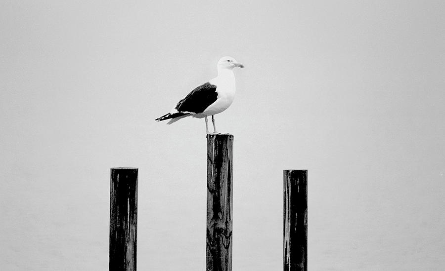 Thinking Mans Gull Photograph by Anthony Davey