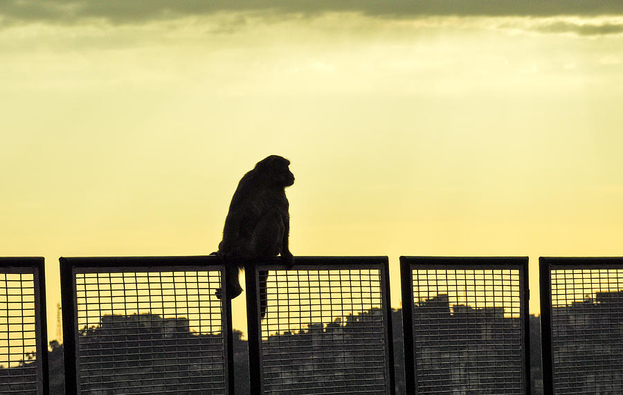 Thinking Monkey Photograph - Thinking monkey by Freepassenger By Ozzy CG Thinking Monkey Photograph - Thinking monkey by Freepassenger By Ozzy CG