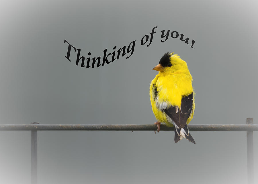 Thinking of you - American Goldfinch Photograph by Holden The Moment