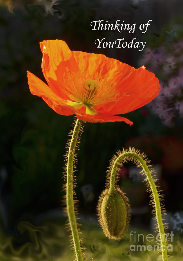 Poppy Photograph - Thinking Of You by Debby Pueschel