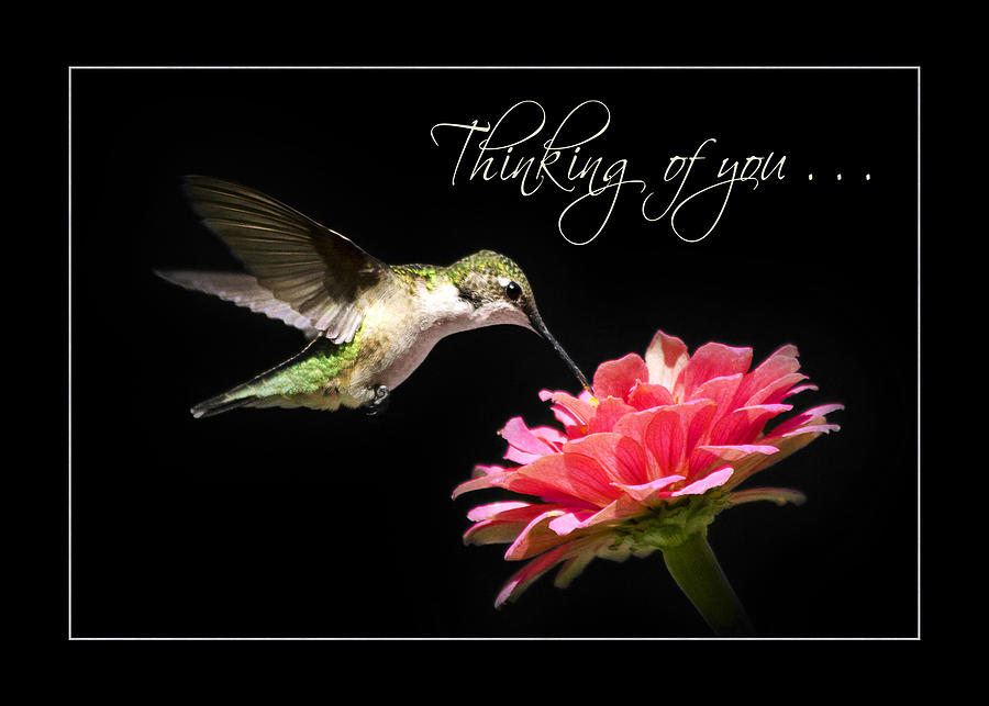Thinking of You Hummingbird Greeting Card Photograph by Christina Rollo