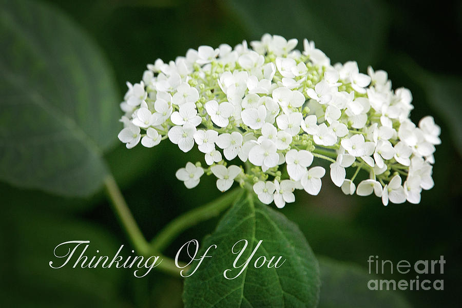 Thinking Of You White Hydrangea Photograph by Sharon McConnell