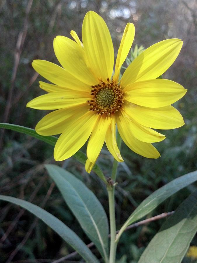 Nature Photograph - Thinking of You...Helianthus-salicifolius by Trinkets  Legacy