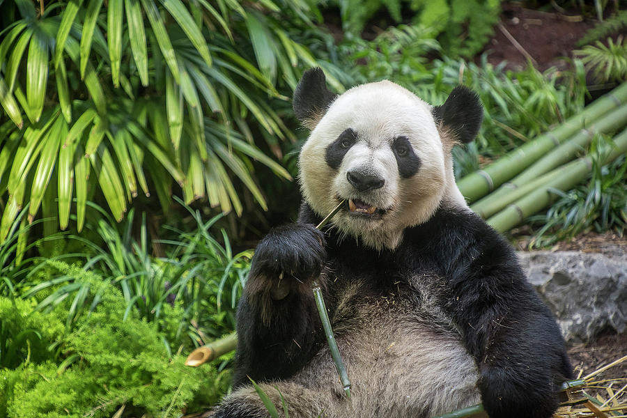Thinking Panda Photograph by Bill Cubitt