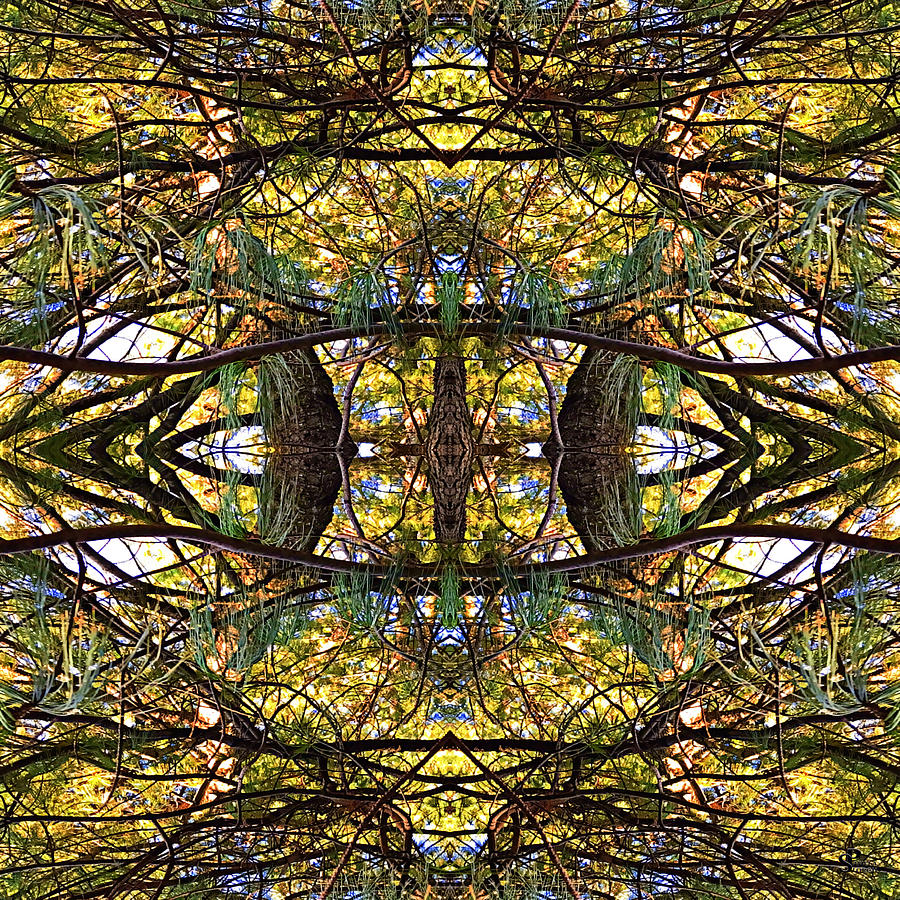 Third Eye Digital Art - Third Eye Pine by Pamela Storch