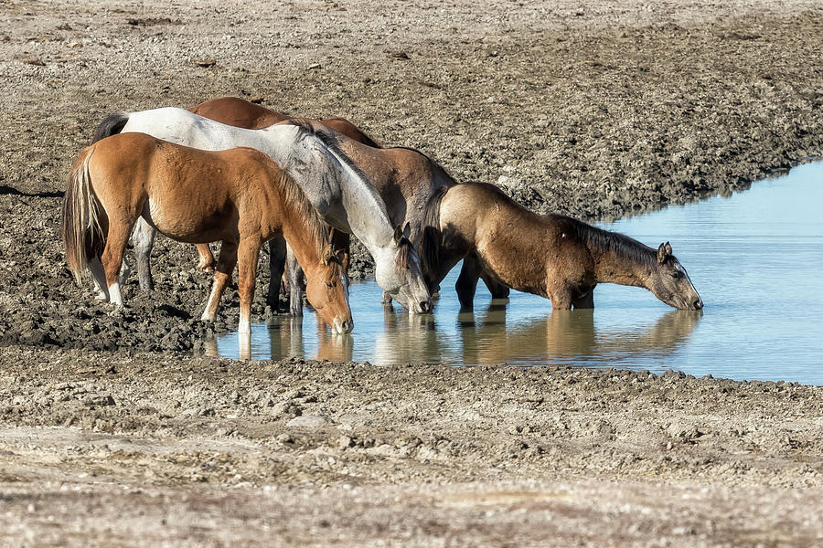 Thirst Photograph by Belinda Greb