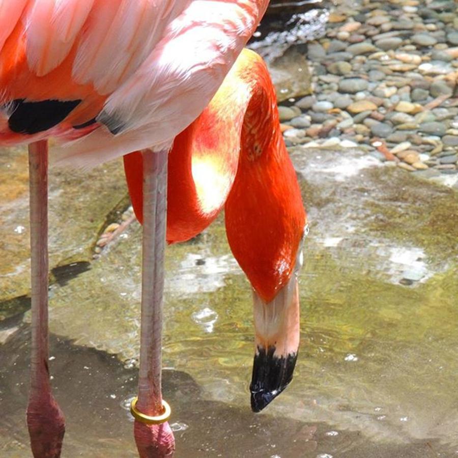 Flamingo Photograph - Thirsty Anyone? Caught This #flamingo by Claudia Miller