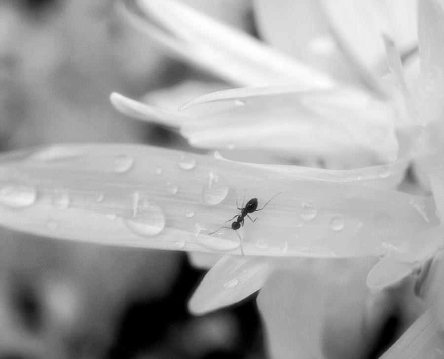 Thirsty Ant on White flower Black and white Photograph by Lilia S