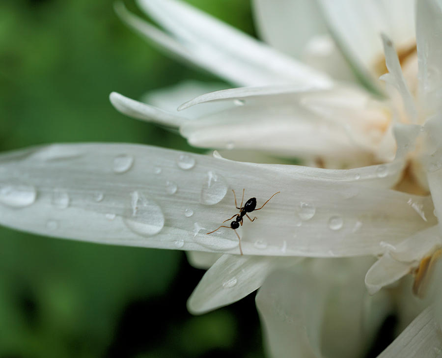 Thirsty Ant on White flower Photograph by Lilia S