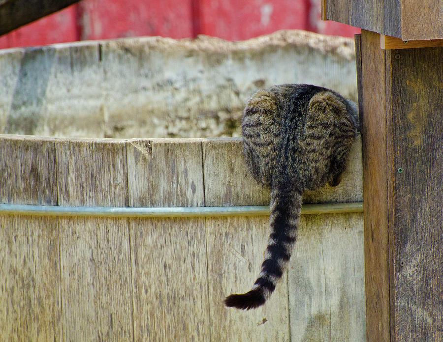 Thirsty Barn Cat Photograph by Wilma  Birdwell