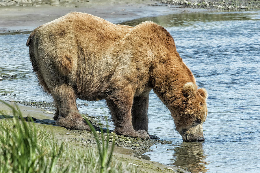 Thirsty Big Brown Male Bear Photograph by Belinda Greb