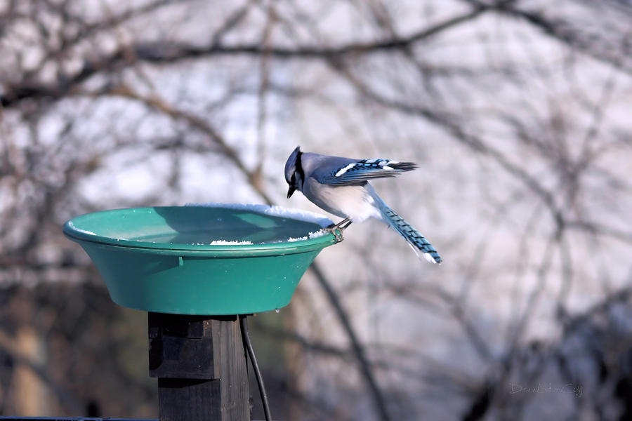 Thirsty Blue Jay Photograph by Diane Lindon Coy