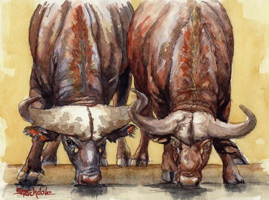Thirsty Buffalo  Painting by Margaret Stockdale